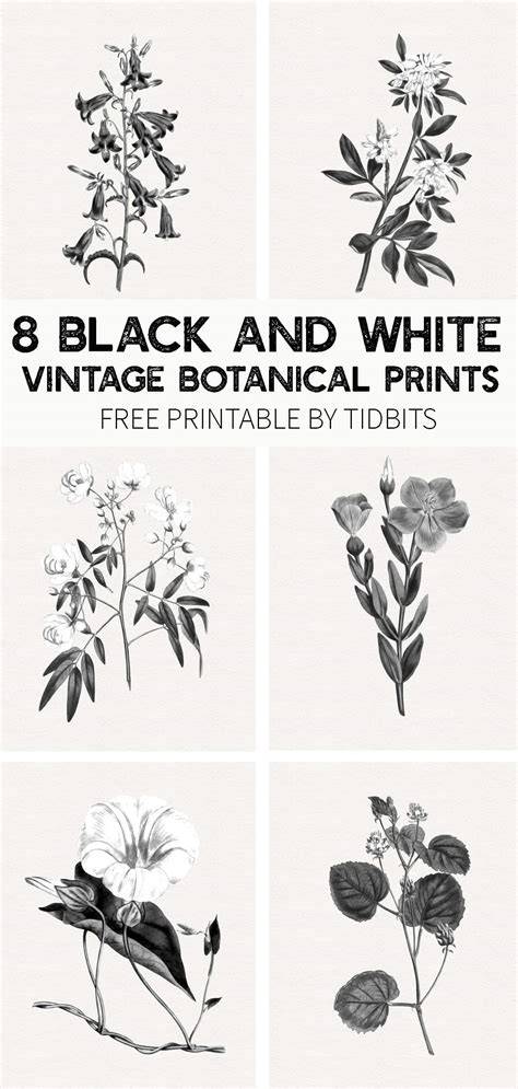 Black And White Botanical Printables