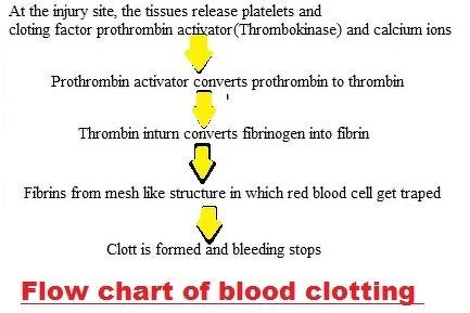 Blood Clotting Flow Chart