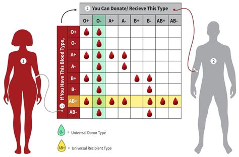 Blood Donate Chart