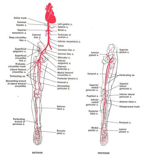 Blood Supply To Muscles Of Lower Extremity Chart