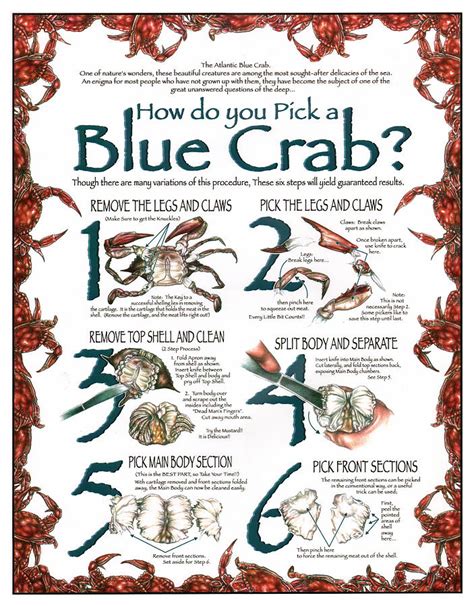 Blue Crab Size Chart