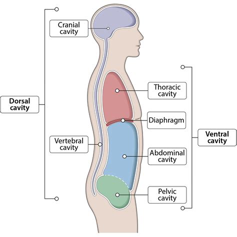 Body Cavity Chart