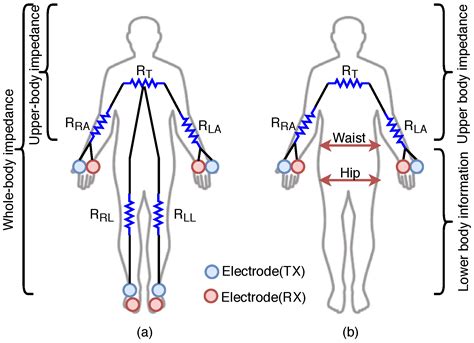 Body Impedance Chart