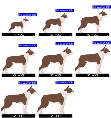 Boston Terrier Size Chart