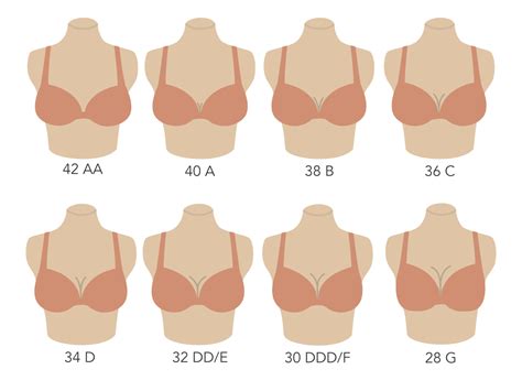 Breast Size Chart Pictures