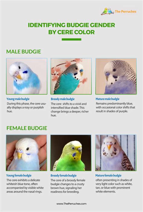 Budgie Cere Chart
