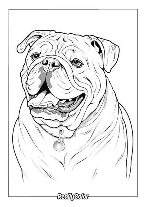 Bulldog Coloring Pages Printable