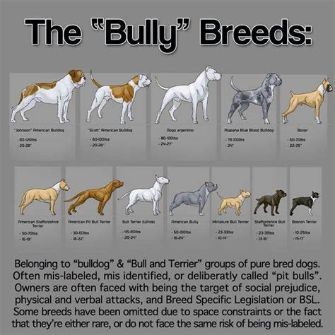 Bully Breeds Chart