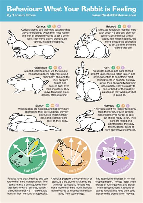Bunny Behavior Chart