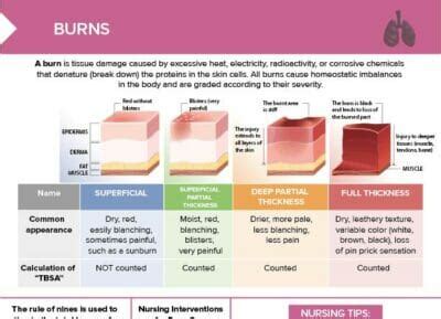 Burn Thickness Chart