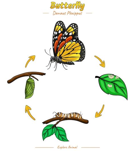 Butterfly Life Cycle Template