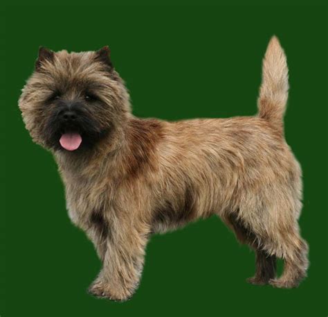 Cairn Terrier Grooming Chart