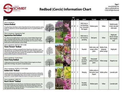 Can Redbud Trees Be Trimmed To Desired Size Chart