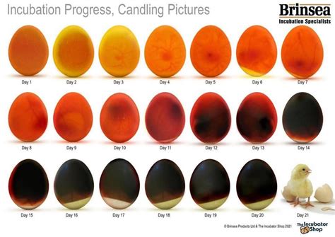 Candling Egg Chart