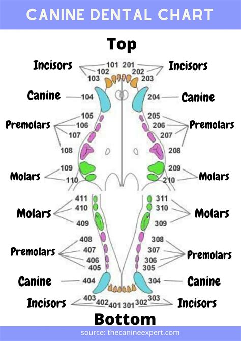 Canine Teeth Chart