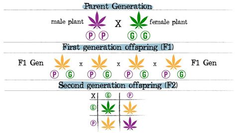 Cannabis Breeding Chart