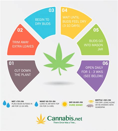 Cannabis Drying Chart