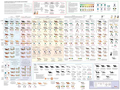 Cat Coat Color Chart