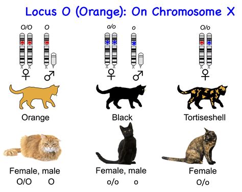 Cat Color Genetics Chart