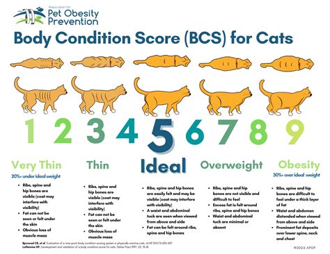 Cat Obesity Chart