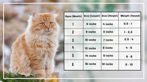 Cat Size Chart