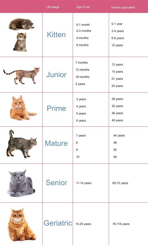 Cat Size Chart Age