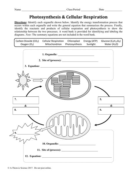 Cell Energy Flow Chart Photosynthesis And Cellular Respiration Worksheet Answers