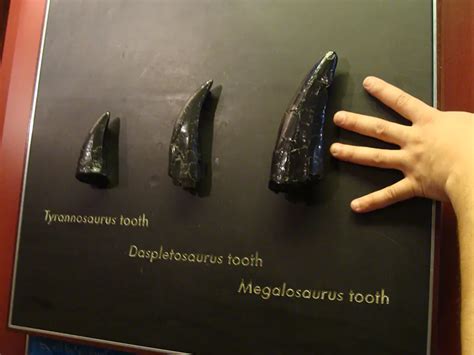 Chart Dinosaur Teeth Identification