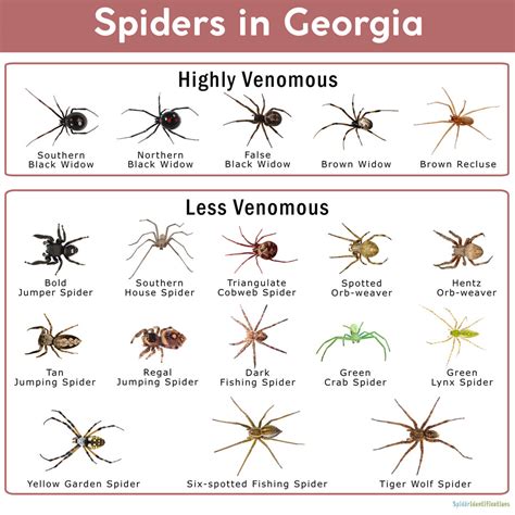 Chart Georgia Spider Identification