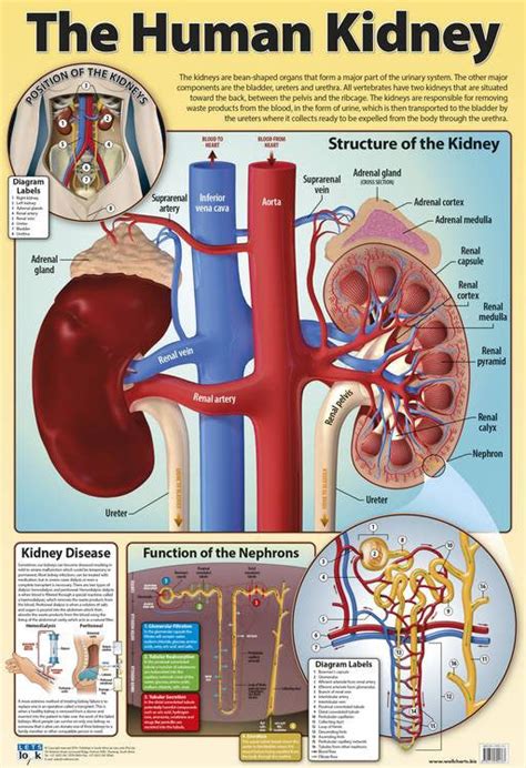 Chart Of Kidney
