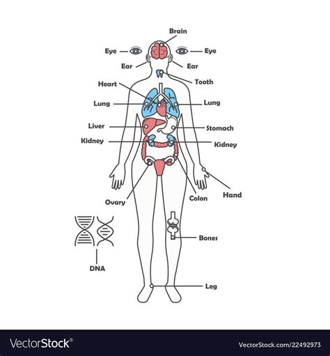 Chart Of Organs In Female Body