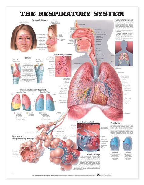 Chart Of The Respiratory System