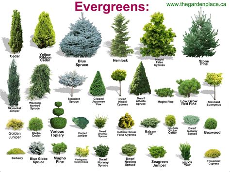 Chart Types Of Bushes