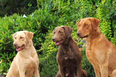 Chesapeake Bay Retriever Color Chart