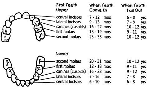 Childrens Molars Chart