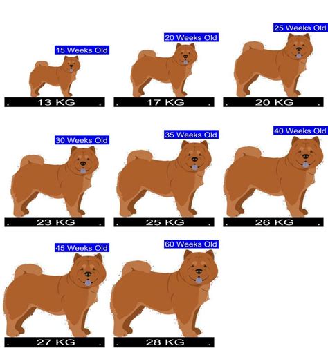 Chow Chow Size Chart