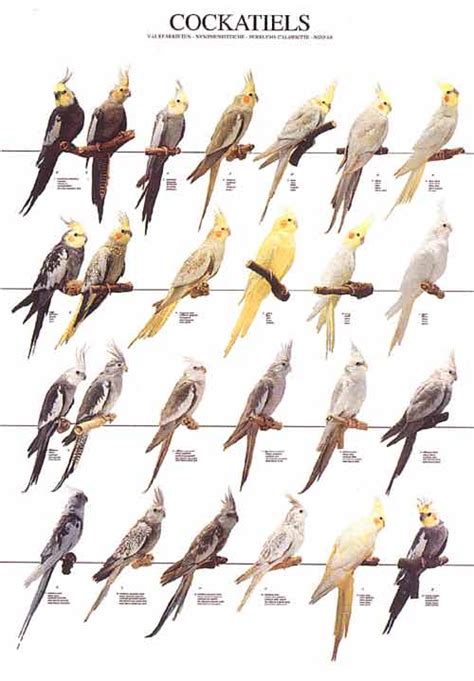 Cockatiel Gender Chart