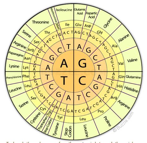 Codon Chart Circular