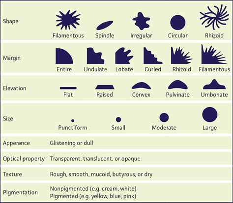 Colony Morphology Chart