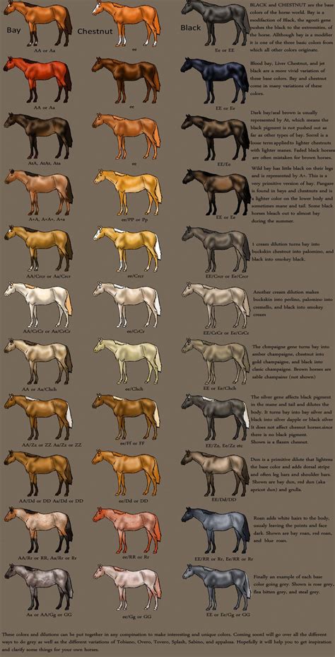 Color Chart For Horses