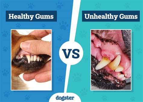 Color Chart Healthy Dog Gums Vs Unhealthy