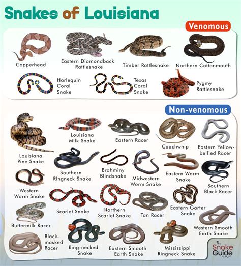 Common Snakes Of Louisiana Chart