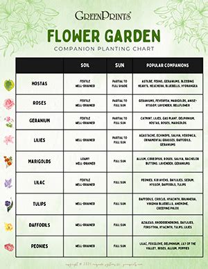 Companion Planting Chart Flowers