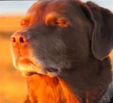 Cooked Dog Meme Template