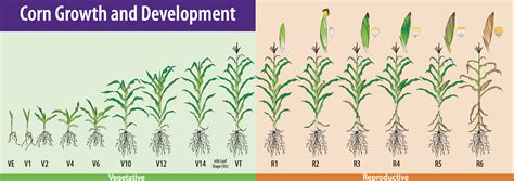Corn Stage Of Growth Chart