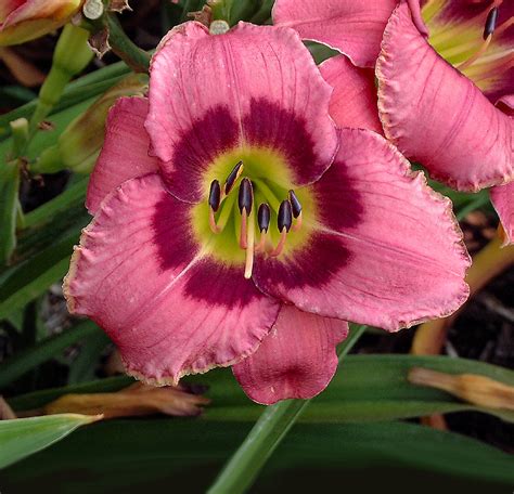 Cottage Farms Catalog