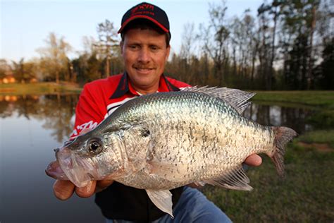 Crappie Size Chart