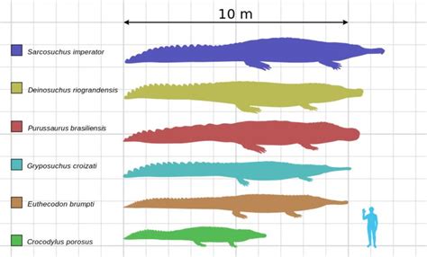 Crocodile Size Chart