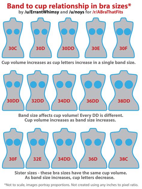 Cup Size Chart Visual