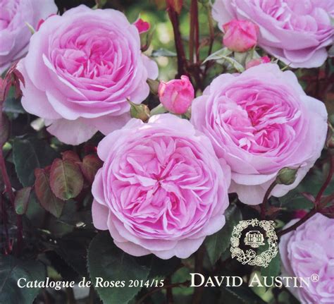David Austin Catalogue Promo Offer Code